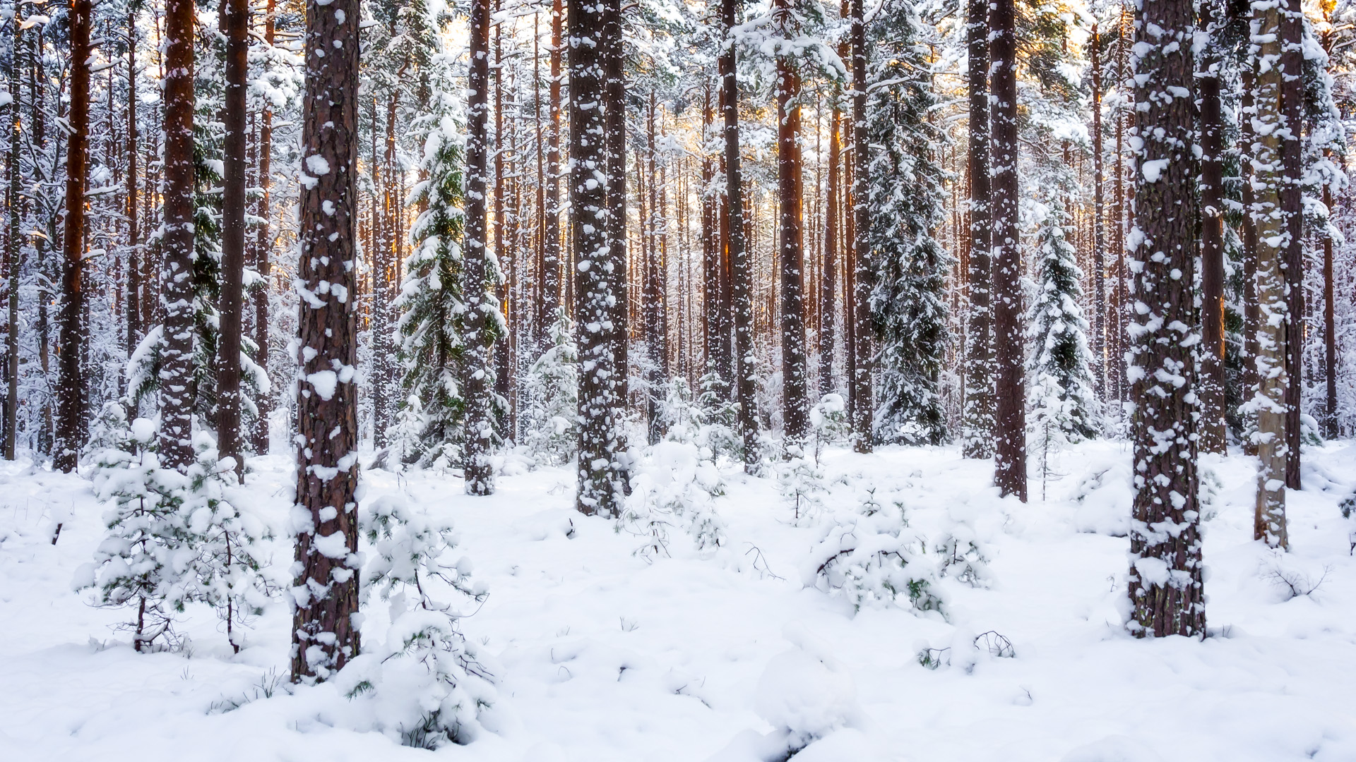 Talvises metsas