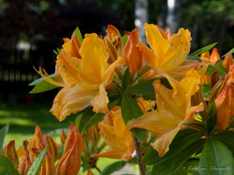 Rhododendron (Az) 'Golden Lights'